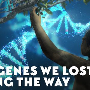 The Genes We Lost Along the Way