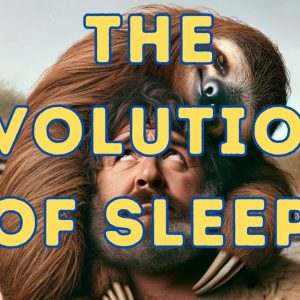 The Evolution of Sleep